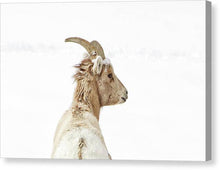 Load image into Gallery viewer, Sheep Glance In Snow - Canvas Print