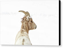 Load image into Gallery viewer, Sheep Glance In Snow - Canvas Print
