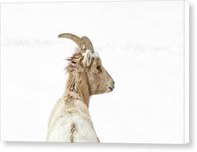 Load image into Gallery viewer, Sheep Glance In Snow - Canvas Print