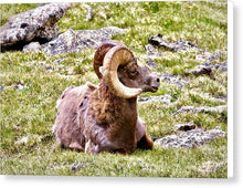 Load image into Gallery viewer, Bighorn Ram In RMNP - Canvas Print