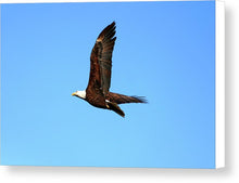 Load image into Gallery viewer, Lawrence Bald Eagle - Canvas Print