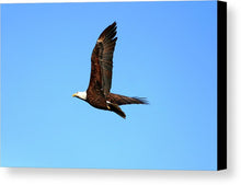 Load image into Gallery viewer, Lawrence Bald Eagle - Canvas Print