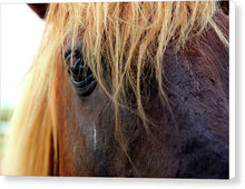 Load image into Gallery viewer, Wild Eyes Of Assateague - Canvas Print