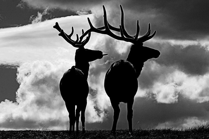 Elk Rut Time