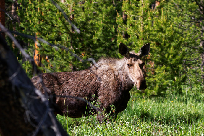 Moose In Rocky Mountain National Park