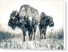 Load image into Gallery viewer, Bison Pair Facing The Storm - Canvas Print