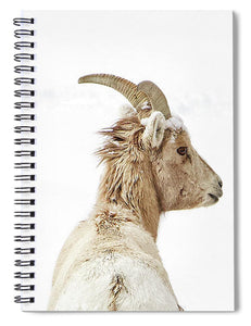 Sheep Glance In Snow - Spiral Notebook