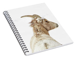 Sheep Glance In Snow - Spiral Notebook