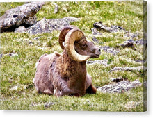 Load image into Gallery viewer, Bighorn Ram In RMNP - Canvas Print