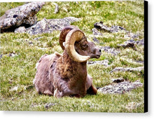 Load image into Gallery viewer, Bighorn Ram In RMNP - Canvas Print