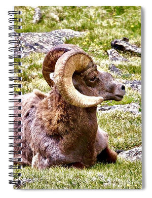 Bighorn Ram In RMNP - Spiral Notebook