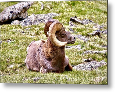 Bighorn Ram In RMNP - Metal Print