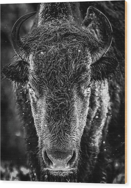 Bison Stare BW Winter - Wood Print