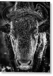 Bison Stare BW Winter - Greeting Card