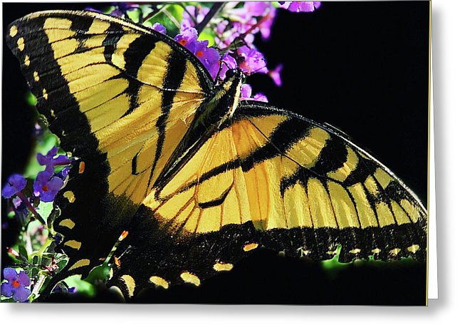 Eastern Tiger Swallowtail - Greeting Card