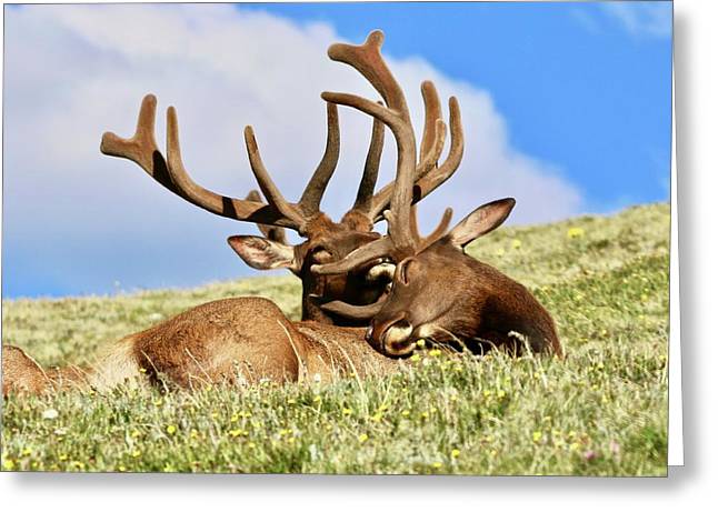 Elk Relaxing In Alpine Wildflowers - Greeting Card