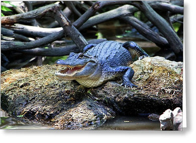 Gator In Honey Island Swamp - Greeting Card