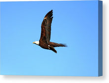 Load image into Gallery viewer, Lawrence Bald Eagle - Canvas Print