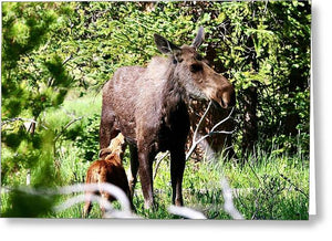 Mother Moose and Calf - Greeting Card
