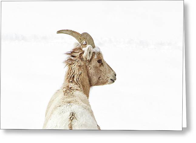 Sheep Glance In Snow - Greeting Card