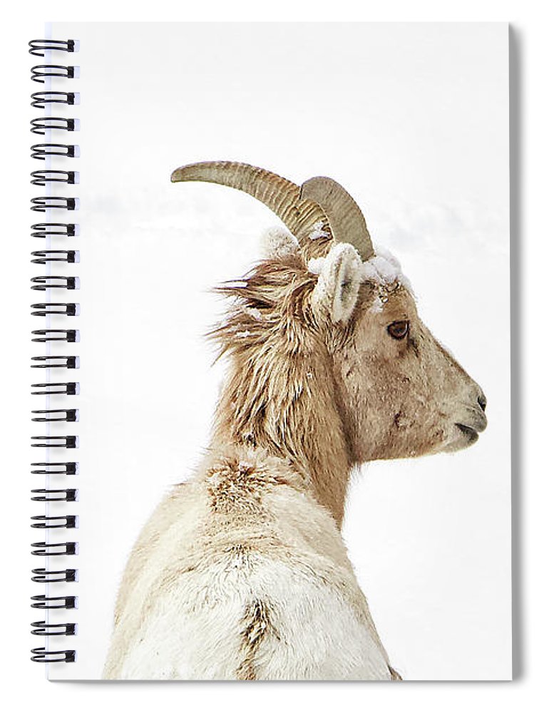 Sheep Glance In Snow - Spiral Notebook