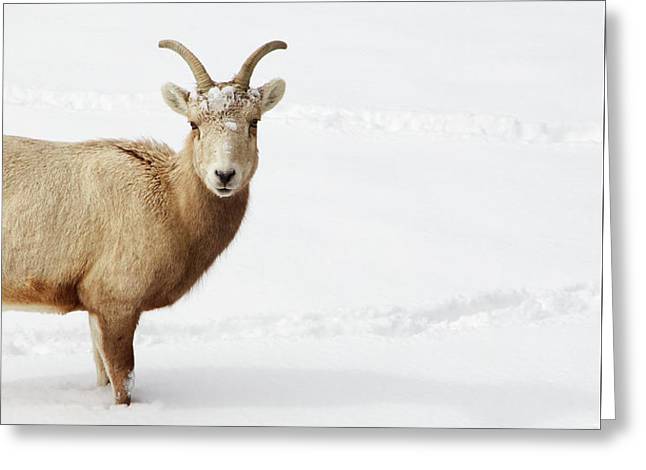 Sheep In Snow - Greeting Card