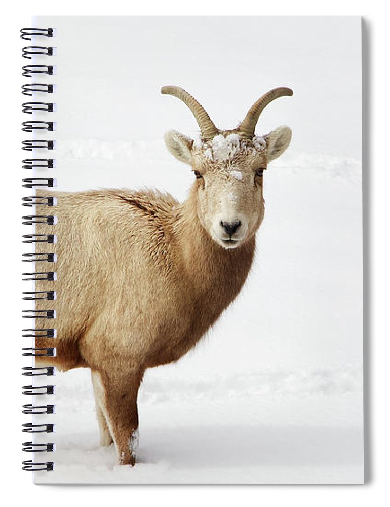 Sheep In Snow - Spiral Notebook