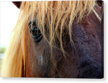 Load image into Gallery viewer, Wild Eyes Of Assateague - Canvas Print