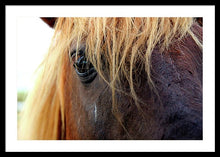 Load image into Gallery viewer, Wild Eyes Of Assateague - Framed Print